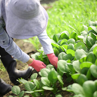 有機野菜農家の仕事